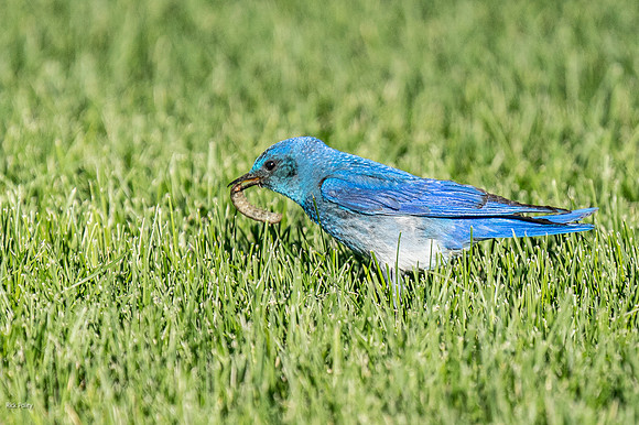 Male Mountain Bluebird (Sialia currucoides), with caterpillar