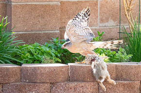 Cooper's Hawk (Accipiter cooperii) With a Cottontail Rabbit