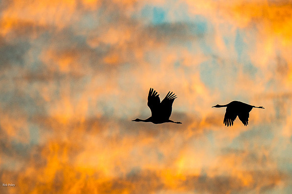 Flying Sandhill Cranes (Grus canadensis) at Sunrise