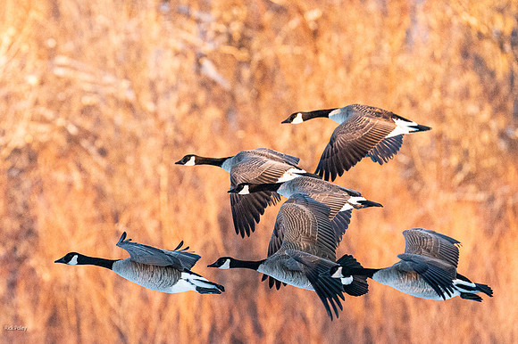 Flying Canada Geese (Branta canadensis)