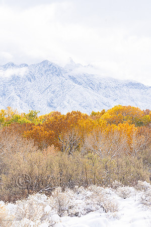 Autumn Snowfall & Sandia Mountain