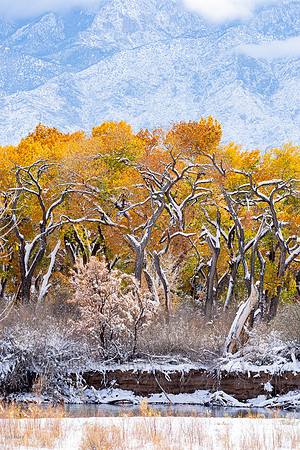 Autumn Cottonwoods & Snow-covered Sandia Mountain