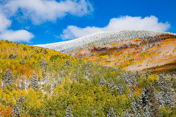 First Autumn Snowfall, Santa Fe NF,NM