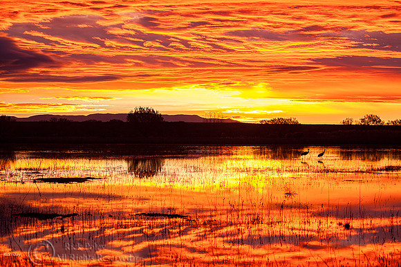 Sunrise Bosque del Apache NWR, NM