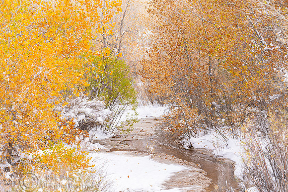 Ephemeral Arroyo With Autumn Snowfall