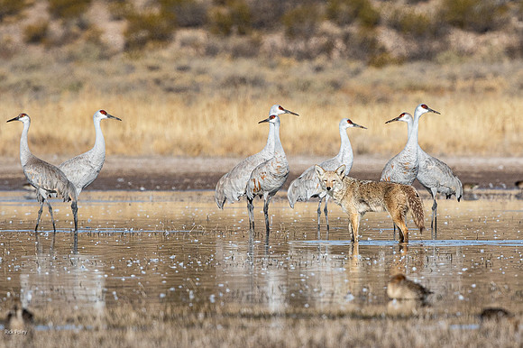 Sandhill Cranes (Grus canadensis) & Coyote