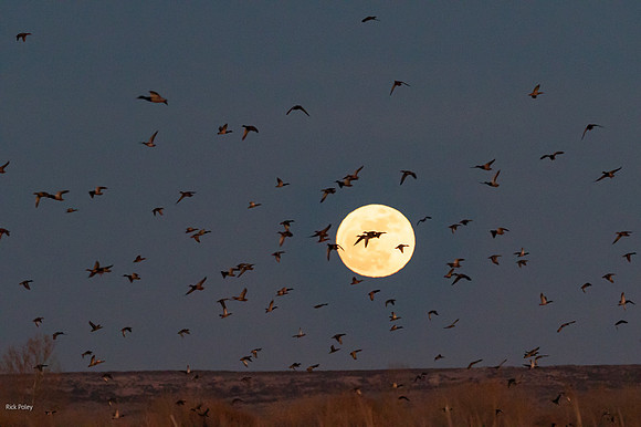 Flying Ducks At Moonrise