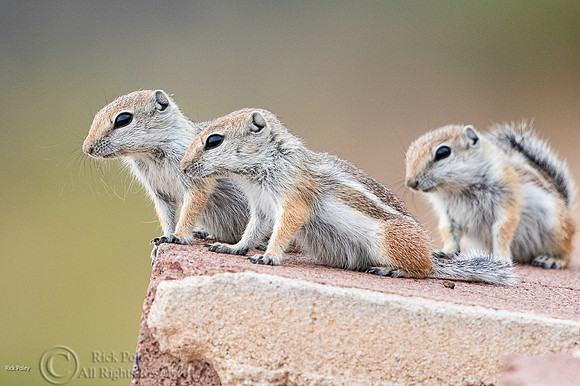 White-tailed Antelope Squirrel (Ammospermophilus leucurus) Family