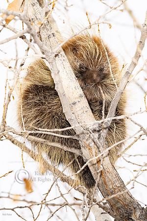 Porcupine (Erethizon dorsatum) in a Cottonwood Tree