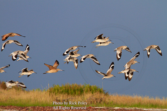 Flock of Willets (Catoptrophorus semipalmatus) & Marbled Godwits (Limosa fedoa)  in Flight