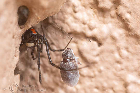 Black Widow Spider (Latrodectus hesperus) With Prey