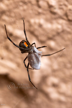 Black Widow Spider (Latrodectus hesperus) With Prey