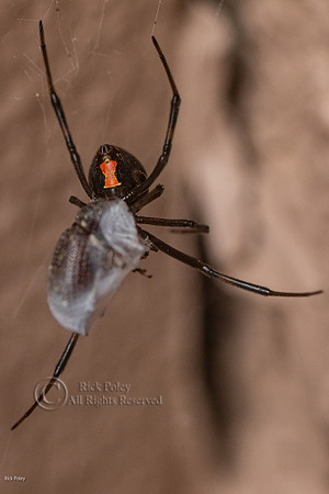 Black Widow Spider (Latrodectus hesperus) With Prey