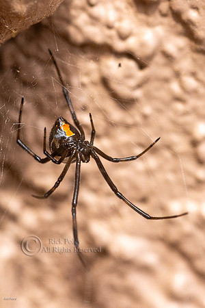 Black Widow Spider (Latrodectus hesperus)