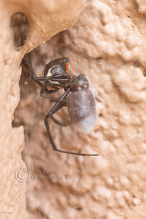 Black Widow Spider (Latrodectus hesperus) With Prey