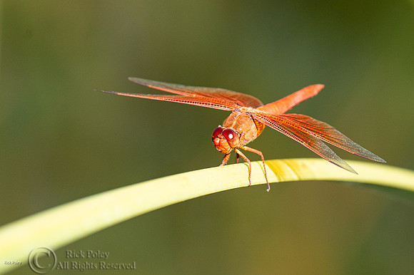 Flame skimmer (Libellula saturata)