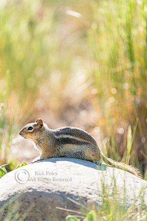 Golden-mantled Ground Squirrel (Callospermophilus lateralis), CO