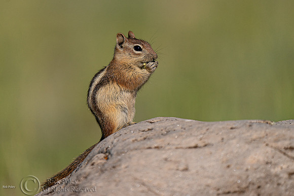 Feeding Golden-mantled Ground Squirrel (Callospermophilus lateralis), CO