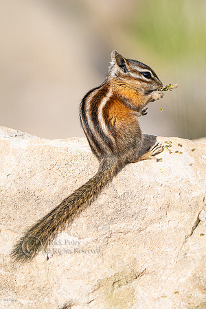Feeding Least chipmunk (Tamias minimus), CO