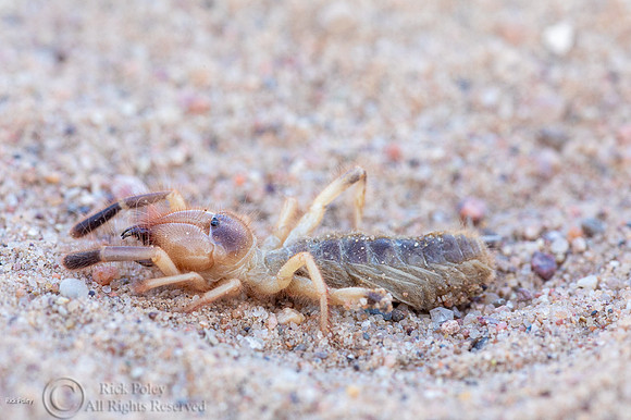 Camel Spider