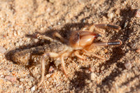 Insects & Spiders