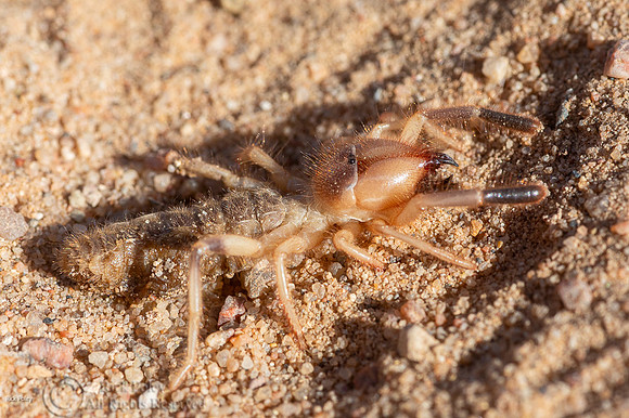 Camel Spider