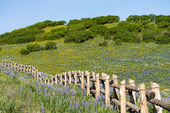 Wildflowers & Wood Fence, CO