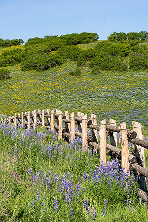 Wildflowers & Wood Fence, CO