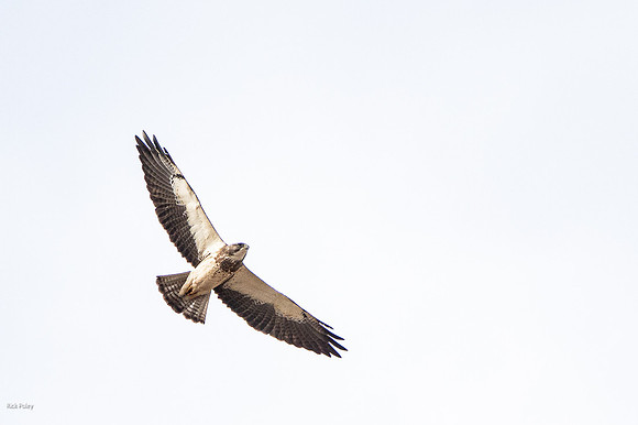 Swainson's hawk (Buteo swainsoni)