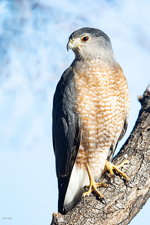 Cooper's Hawk (Accipiter cooperii) With Adult Plumage