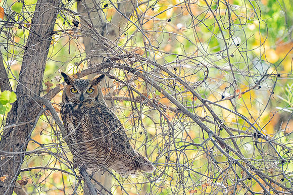 Great Horned Owl (Bubo virginianus),