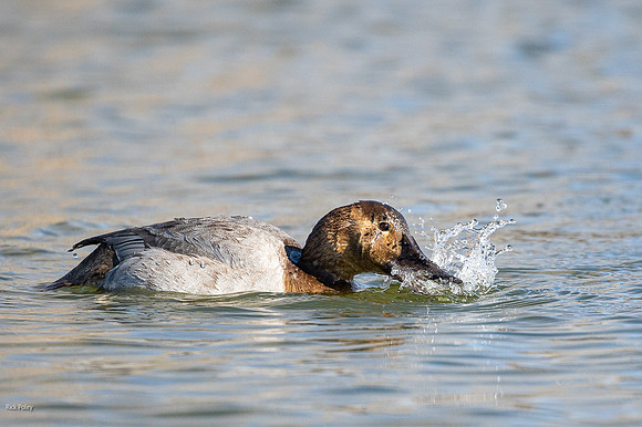 Female Nonbreeding Canvasback (Aythya valisineria) Foraging