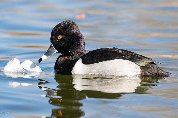 Drake Ring-necked Duck (Aythya collaris)