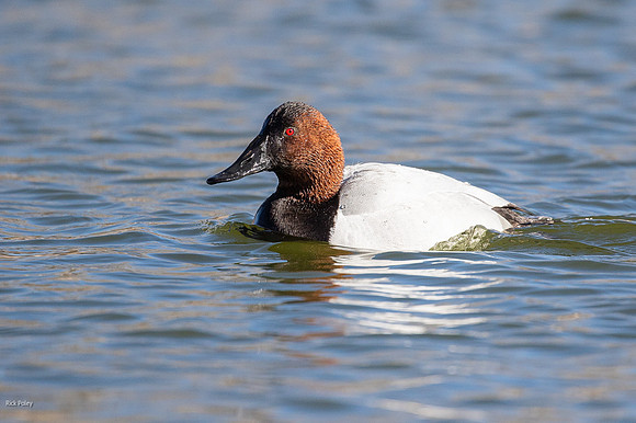 Male Breeding Canvasback (Aythya valisineria)