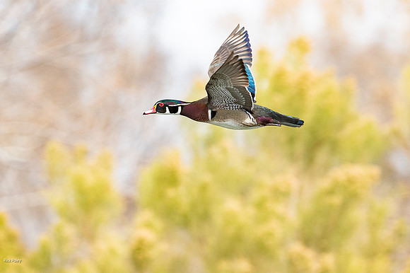 Wood Duck (Aix sponsa) Drake Flying
