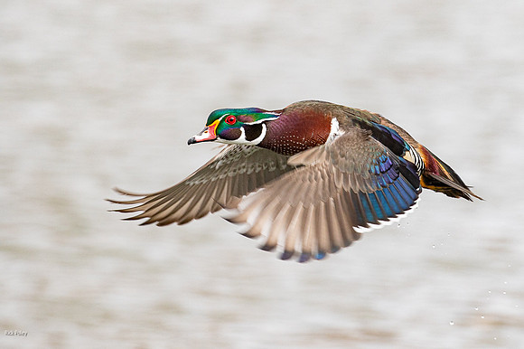 Wood Duck (Aix sponsa) Drake in Flight