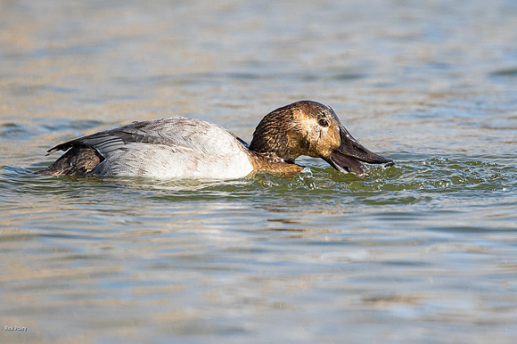Female Nonbreeding Canvasback (Aythya valisineria) Foraging
