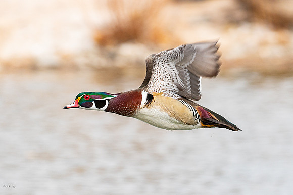 Wood Duck (Aix sponsa) Drake Flying