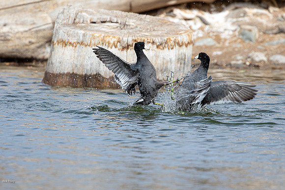 Quarreling American Coots (Fulica americana),