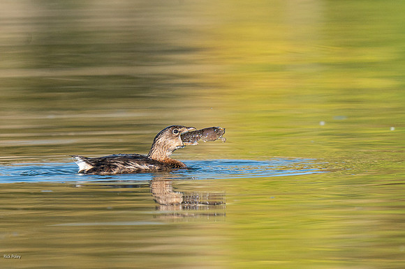 Pied-billed Grebe (Podilymbus podiceps) Feeding on Crayfish