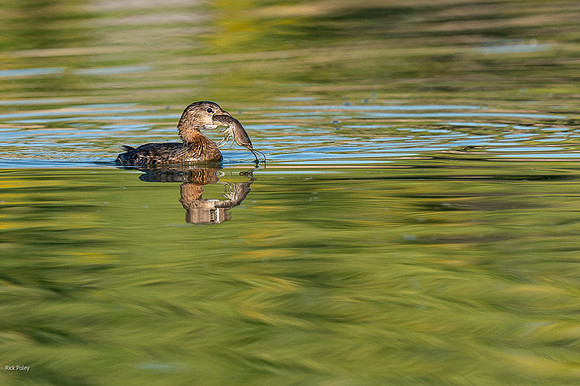 Pied-billed Grebe (Podilymbus podiceps) Feeding on Crayfish