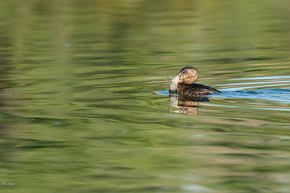 Pied-billed Grebe (Podilymbus podiceps) Feeding on Crayfish