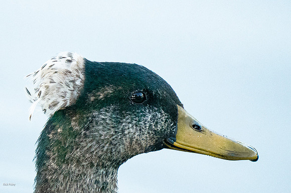 Tufted Mallard mix (Anas sp.)