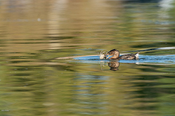 Pied-billed Grebe (Podilymbus podiceps) Feeding on Crayfish