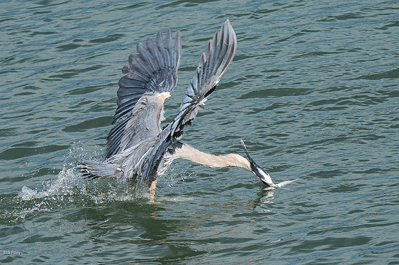 Flying Great Blue Heron (Ardea herodias) Feeding on Trout
