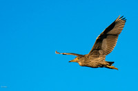 Flying Juvenile Black-crowned Night Heron (Nycticorax nycticorax)