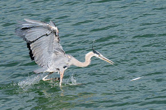 Flying Great Blue Heron (Ardea herodias) Feeding on Trout