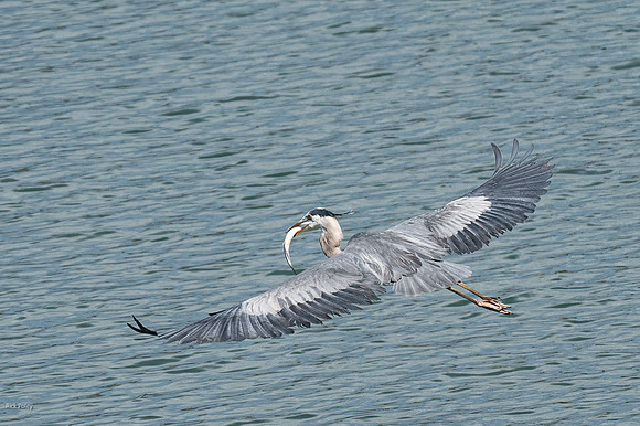 Flying Great Blue Heron (Ardea herodias) With a Trout