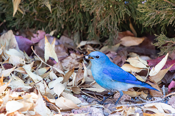 Male Mountain Bluebird (Sialia currucoides) Feeding on Juniper Berries