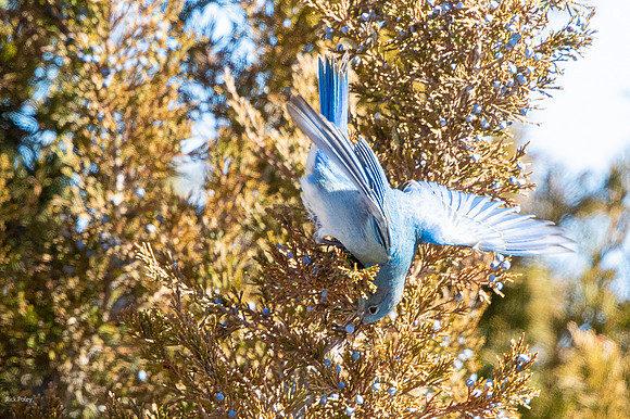 Male Mountain Bluebird (Sialia currucoides) Feeding on Juniper Berries